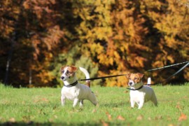 IMG 4489